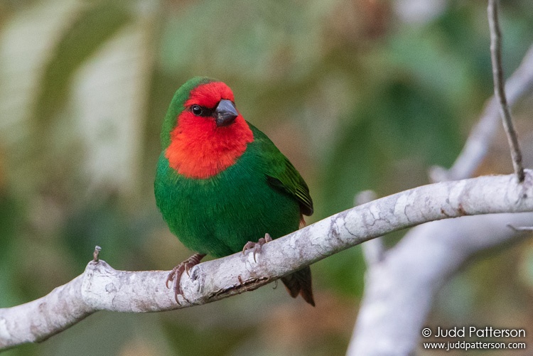 Red-throated Parrotfinch, New Caledonia